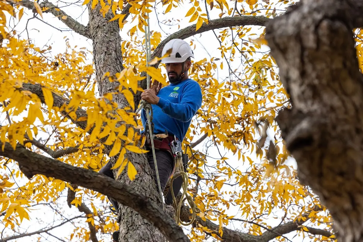 Skilled Tree Planing crew working in Keene